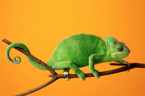 A picture of a Chameleon, a species that inspired the name of the effect.