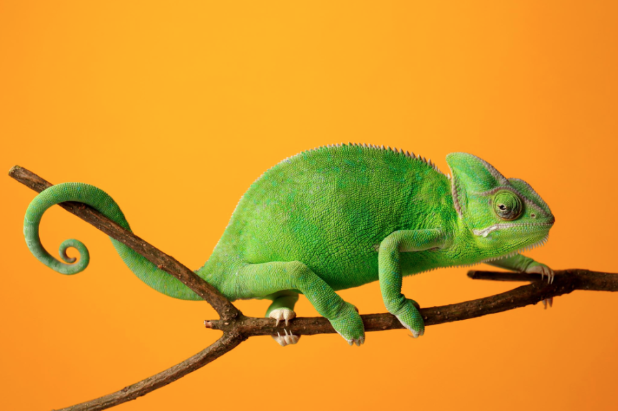 A+picture+of+a+Chameleon%2C+a+species+that+inspired+the+name+of+the+effect.