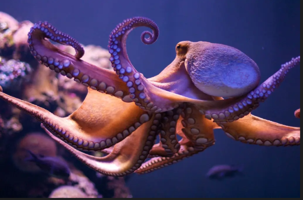 Are Octopuses Aliens?